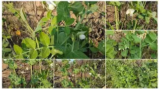 Matar farming videos, gardening videos, matar ki kheti, trending videos, agriculture farming videos.