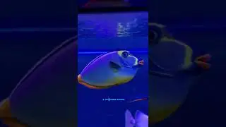 instasamka в аквариуме 🐠💄💋 #fish #aquarium #popmusic #popular #pop #music #song #reels