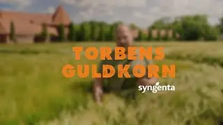 Torbens Guldkorn - majs (1. del)