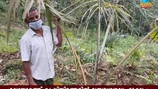 മലയോരത്ത് കൃഷിയിടങ്ങളില്&zwj; വന്യമൃഗശല്യം രൂക്ഷം; പ്രതിസന്ധിയില്&zwj; കര്&zwj;ഷകര്&zwj;| CITY CHANNEL| CHERUPUZHA |
