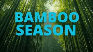 Bamboo Season |  Paul Cooper