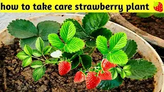 How to take care strawberry plant 🍓. 