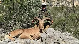 Borrego Berberisco Ejido Agua de la Herradura Coahuila 