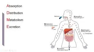 Pharmacokinetic Alterations in Critically Ill Patients｜重症藥動學：重症病人體內藥物動力學的變化