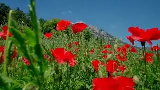 Çiçekler - Yaz - Doğa - Dağlar - Çiçek - Telifsiz video