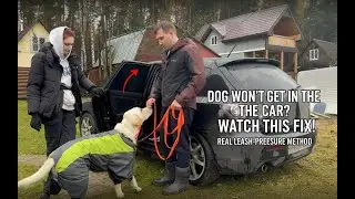 How to Fix a Dog&rsquo;s Fear of the Car FAST &mdash; Step-by-Step Leash Pressure Method (Real Session)