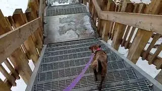 Inspirational Puppy dog walking down stairs Zsa Zsa Gabor puppy dog 