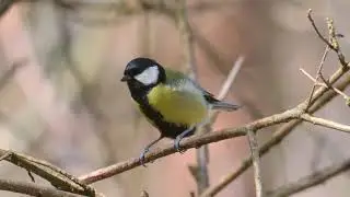 Great tits are primarily insectivorous in the summer feeding on insects and spiders which they capt.