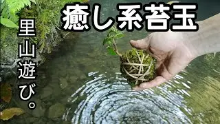 Natural bonsai/盆栽日記　＃80「里山で癒される苔玉ミニ盆栽作り｣