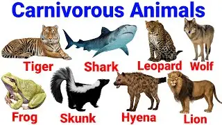 Carnivorous animals name | Wild animals vocabulary for kids | Sea animals name