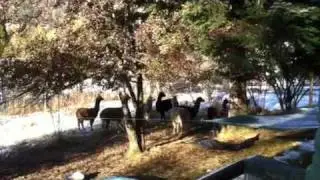 Alpaca Alarm Call