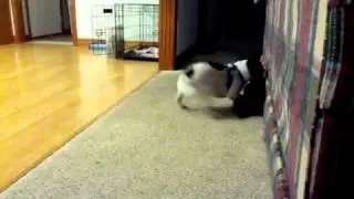 Dog flirting