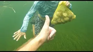 Late Season Crystal River Scalloping | 2025