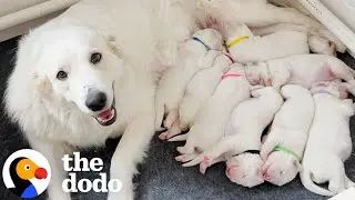 Couple Finds Out Their New Rescue Is Pregnant With Eight Puppies | The Dodo