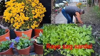 Rayo ko sag sardai