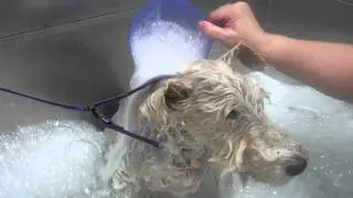 Pet Skin Ozone Therapy Generator while bathing.MP4