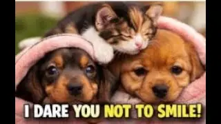 Too Cute. That’s It. That’s the Video / Pet Shorts Compilation 9 #CuteDogs #CuteCats #PetShorts #Aww