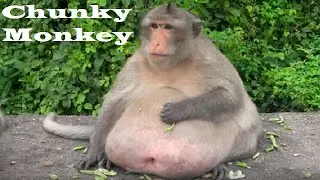 Donkey Kong Country 3 - Homeless Dating Show