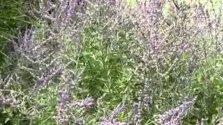 MSU Tollgate Farm Xeriscape Garden