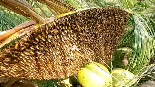 Bắt tổ ong khủng lồ đống trên cây dừa gần ba tháng không ai giám động tới
