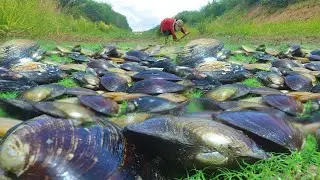 Coastal Foraging, Mussels, Clams, Delicious Cookup Autumn