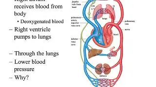 Circulatory and Respiratory Systems Review