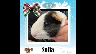 Stray 12 - Sofia, a two-year-old guinea pig