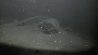 The bottom of this lake is so deep it’s dark! (GoPro and LED Light)