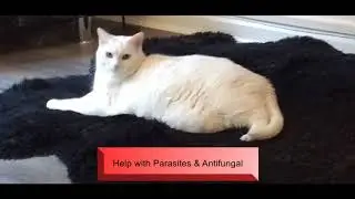 Cats and Tumeric