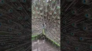 Peacock Shows Off All Its Beautiful Feathers at the Bali Zoo