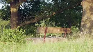 Cricket Sounds | Relaxing Chill Nature 🦗 Summer Insect Ambience for Sleep & Relaxation (3 Hours)