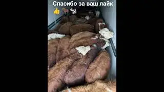 Бычки 120 голов,цена 83 тысяч с доставкой,.+7937 750-21-20 Любовь