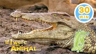 If I were a Crocodile | Chicky's Playhouse | Kids Cartoons Collection