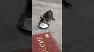 cute cat drink the milk.#cat #channelyoutube # viral video#2026