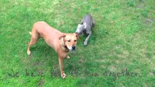 Willow and Peanut