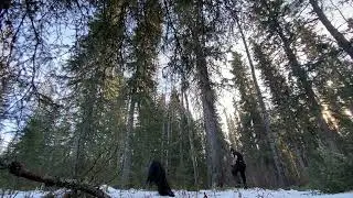 Hazardous dead monster leaner in the back yard 7ft diameter stump 120ft high, small hang up 