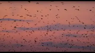 The world's largest mammal migration at Kasanka National Park, Zambia