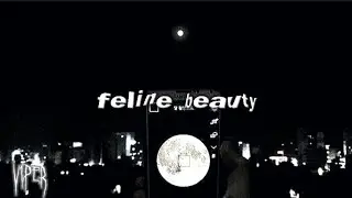 feline beauty.