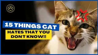 15 Bizarre Things Cats Hate That Owners Must Know! - You'll be amazed after knowing these