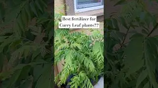 Curry Leaves Plant Care | Kadi Patta Plant Care | Curry Patta Fertilizer | Kari Patta Growing tips