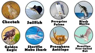 Every FASTEST Animal on Earth Explained in 16 Minutes
