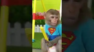 Giant baby monkey eating potato chips #shorts #funny #monkeybaby #monkeybonbon