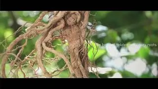 The Origin of Golden Goji Berry Root