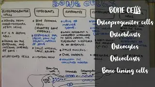 Bone cells | Osteoprogenitor cells | Osteoblasts | Osteocytes | Osteoclasts | Bone lining cells |