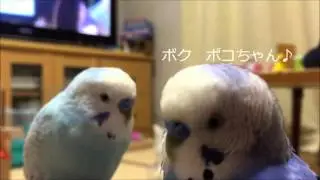 自作の歌を無理やり聞かせるセキセイインコ