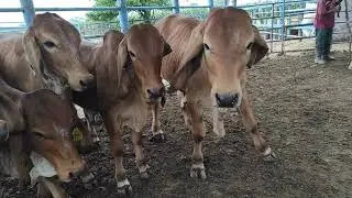 AS&Iacute; SE MARCA AL GANADO PURO | RANCHO LOS NARANJOS.