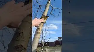 Короче пока все 4 подкрылка вымыла, механик сказал, что они мне не нужны🤣 пам-пам #авто #киарио