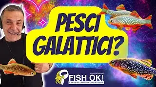 🪐🐟 Pesci Galattici? Scopriamo la MICRORASBORA GALAXY