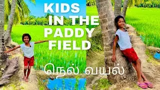 Kids Exploring Beautiful Paddy Field | Farm Life Vlog | Farm Learning for Children | VenbaInbaVlog