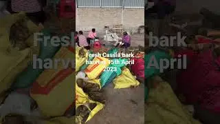 Our worker harvest fresh cassia bark then start process cassia through professional machine#Cassia